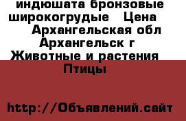 индюшата бронзовые широкогрудые › Цена ­ 500 - Архангельская обл., Архангельск г. Животные и растения » Птицы   